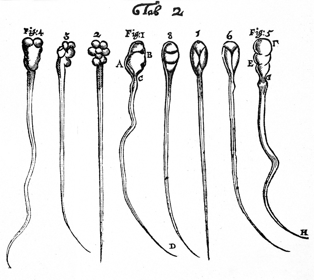 Antonie van Leeuwenhoek, Wellcome Images