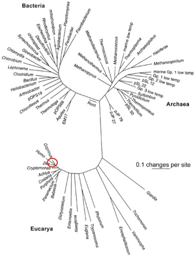 The Tree of Life: Branches falling within the red circle represent all multicellular life. Everything else is microbial. Image: Norm Pace.